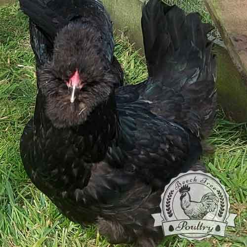 Show Quality Black Araucana breeding pen for hatching eggs