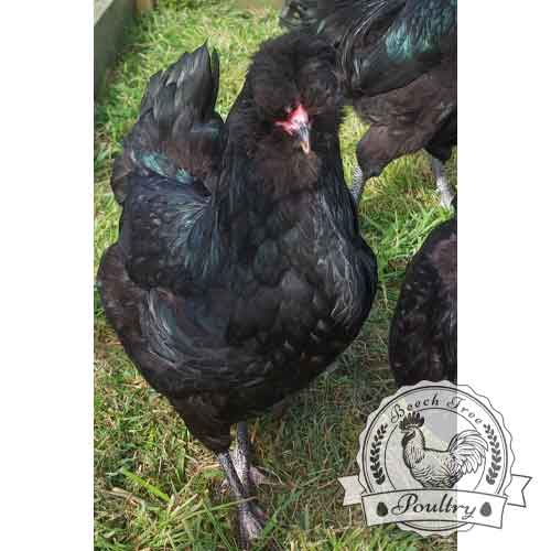 Show Quality Black Araucana breeding pen for hatching eggs