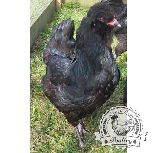 Show Quality Black Araucana breeding pen for hatching eggs