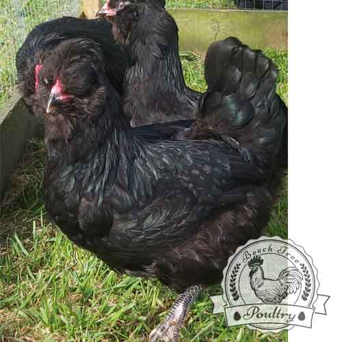 Show Quality Black Araucana breeding pen for hatching eggs