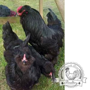 Show Quality Black Araucana breeding pen for hatching eggs