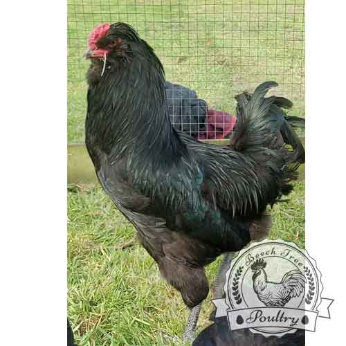 Show Quality Araucana Hatching Eggs | 100% Fertile | Blue Eggs - Image 8