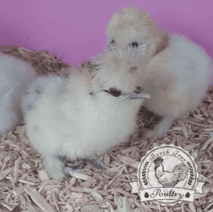 Hatching eggs for sale UK