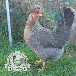 Autosexing Cream Crested Legbar Chicks at Hatch