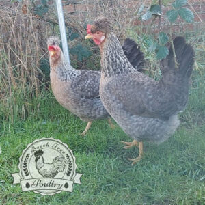 Autosexing Cream Crested Legbar Chicks at Hatch