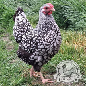 Premium Silver Laced Wyandotte Hatching Eggs