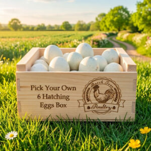 Pick Your Own 6 Premium Hatching Eggs Box